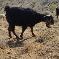 بز همگی شکم اول