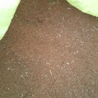 خاکشیر|خوردنی و آشامیدنی|میلاجرد, |دیوار