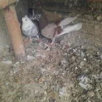 کفتر پرشی نرماده جور|پرنده|قم, حاج زینل|دیوار