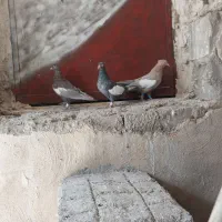 کفتر سرک جوجه و ماده برای فروش
