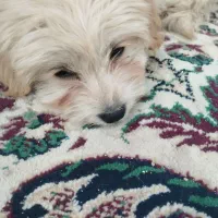 سگ با هوش|سگ|کهریزک, |دیوار