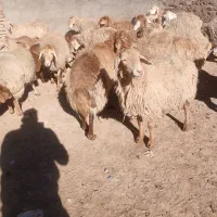 میش|حیوانات مزرعه|دوتپه, |دیوار