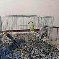 عروس هلندی|پرنده|جوانرود, |دیوار