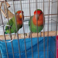 طوطی برزیلی فول دستی