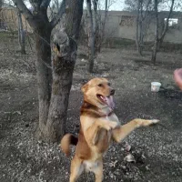 سگ نگهبان|سگ|اسلامآباد غرب, |دیوار