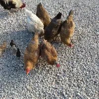 مرغ و خروس