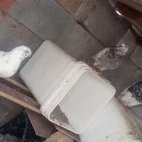 کبوتر کله ای