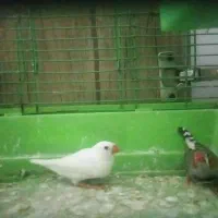 ۱جفت فنچ زبرا نروماده سرحال