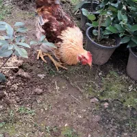 خروس محلی|حیوانات مزرعه|کلاچای, |دیوار