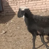 بره قوچی|حیوانات مزرعه|زاوه, |دیوار