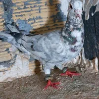 کفتر  سرور هفت رنگ|پرنده|رباط‌کریم, نصیرشهر|دیوار