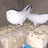 کفتر دم سیاه