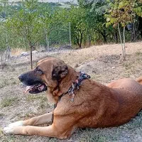 واگذاری سگ سرابی نر