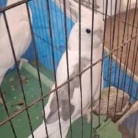 عروس هلندی آلبینو دوکت