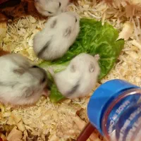 همستر کوچولوی مینیاتوری سفید،مشکی|موش و خرگوش|تهران, امامت|دیوار