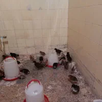 جوجه مرغ
