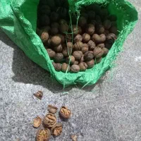 گردو تحویل درب منزل