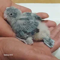 جوجه راهب سرلاکی