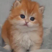 فروشگاه گربه‌ها ( پرشین / بریتیش / اسکاتیش )