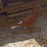 سرگرمی و فراغت ...|پرنده|شوشتر, |دیوار