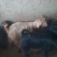 فروش ۳۸راس بز داشتی|حیوانات مزرعه|شیراز, کوشک میدان|دیوار
