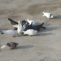 کبوتر . ارزان