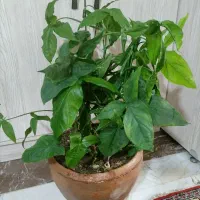 گل سینگونیوم