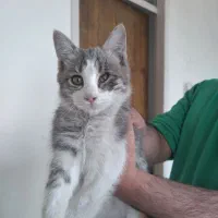 نیازمند یک سرپرست دلسوزمهربان برای این بچه گربه