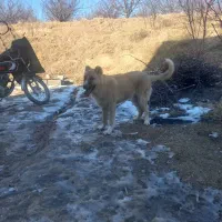 سگ فروشی|سگ|مراغه, |دیوار