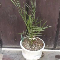 نخل خرما برحی خوزستان شیرین ومغذی چهارساله