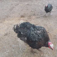 بوقلمون محلی و ارگانیک، طعم اصیل و سلامتی بی‌نظیر|حیوانات مزرعه|رشت, توشیبا|دیوار