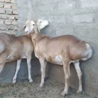 بره|حیوانات مزرعه|بوژگان, |دیوار