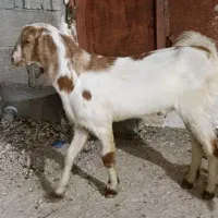 فروش بز و کهره نر بندر دیر