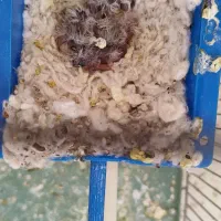 فنچ مولد|پرنده|جوانرود, |دیوار