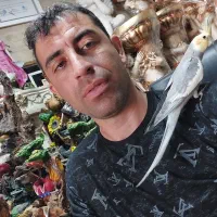 عروس هلندی با جوجه