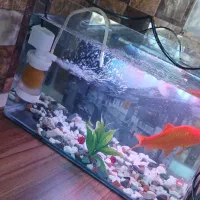 مجسمه داخل شیشه معاوضه با سهره قناری عروس هلندی