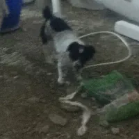 سگ بسیار بازی گوش