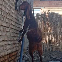 سه راس بز پاکستانی آبستن سنوشده با دوراس بزغاله|حیوانات مزرعه|سیمین شهر, |دیوار