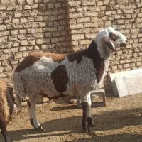 بره قوچی بروجردی پلنگی اصل ژن دار