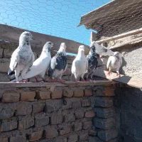 بیست عدد کبوتر تکپر یکجا دونه 200|پرنده|گمیشان, |دیوار