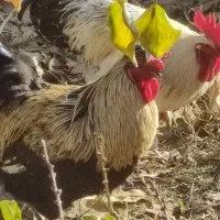 خروس لاری و خروس مشکی|حیوانات مزرعه|مشکین‌دشت, |دیوار