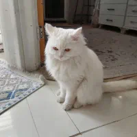 گربه نژاددار