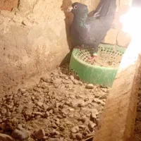 ساعت مچی کفتر