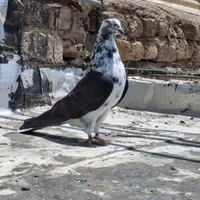 کبوتر پرشی