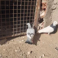 کفتر فروشی مقبول