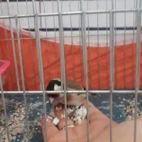 سهره|پرنده|خمینیشهر, |دیوار