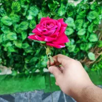 رز تک شاخه روز مادر|گل مصنوعی|قم, نیروگاه|دیوار