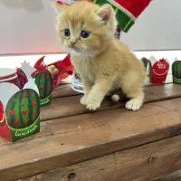 بریتیش گلد و سفید