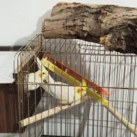 عروس هلندی (لوتینو)|پرنده|بوکان, |دیوار