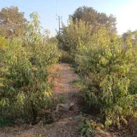 باغچه فروشی